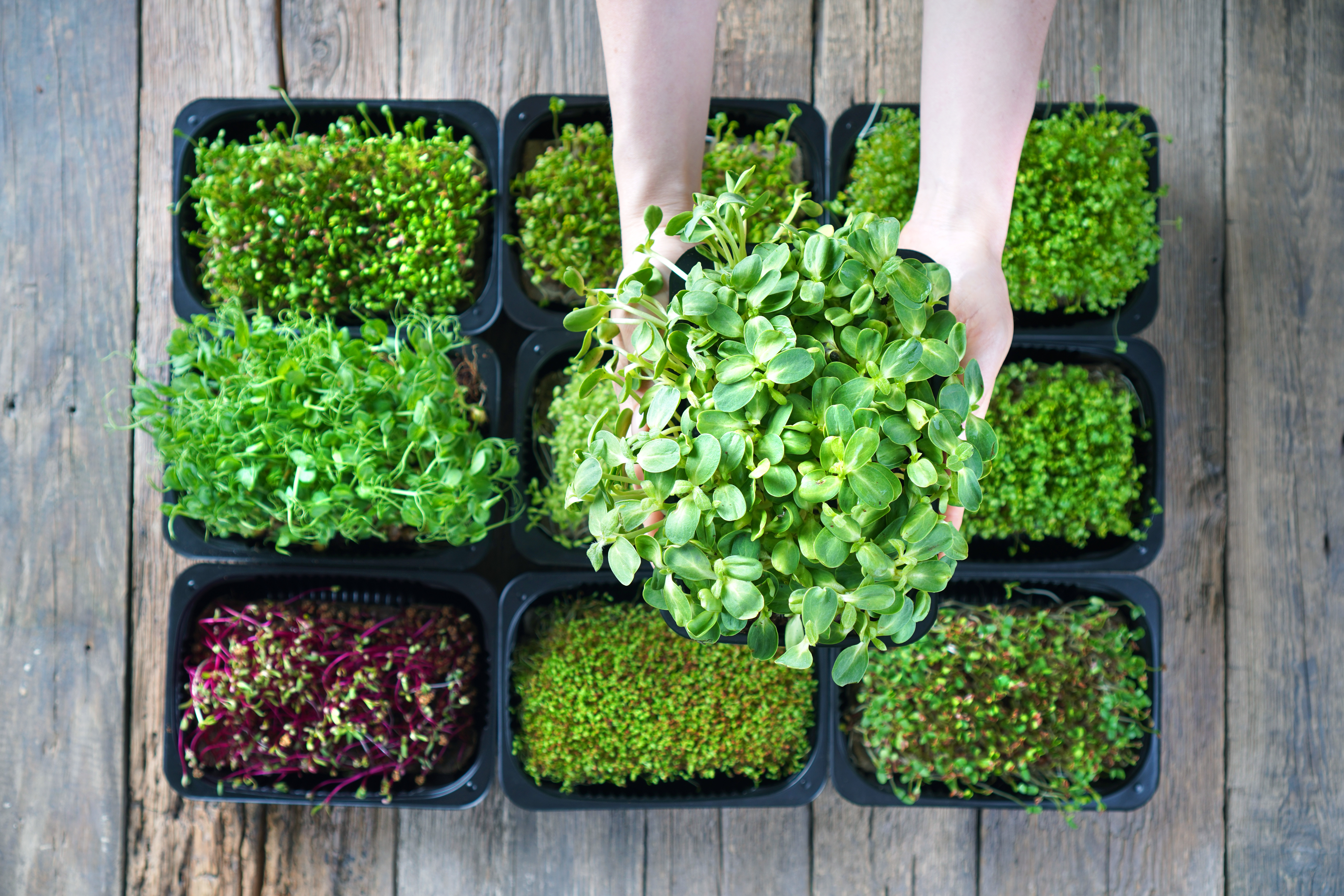 Microgreens